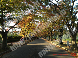 左京217：府立植物園駐車場_06